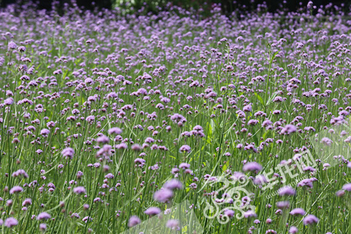 马鞭草是bw必威西汉姆联官方网站校园内的一道美丽风景。 bw必威西汉姆联官方网站供图 华龙网发