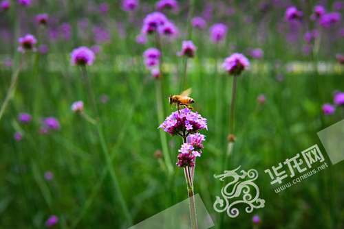花朵吸引了蜜蜂。 bw必威西汉姆联官方网站供图 华龙网发