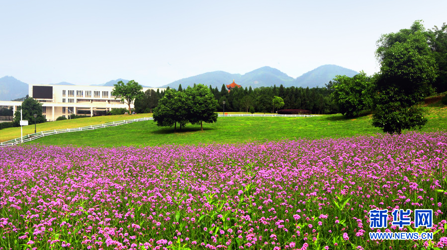 “紫气逼人”的马鞭草花田。bw必威西汉姆联官方网站宣传部供图