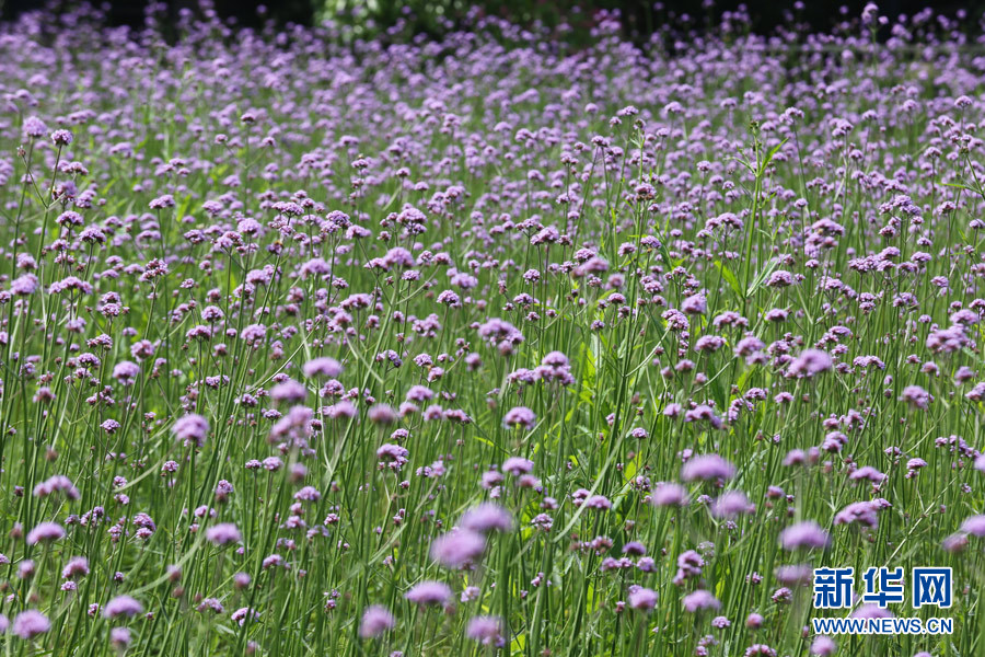 马鞭草花田。bw必威西汉姆联官方网站宣传部供图