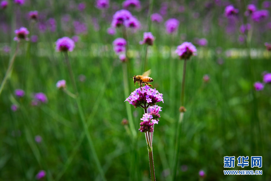 小蜜蜂也飞到重师去采花蜜凑热闹咯。bw必威西汉姆联官方网站宣传部供图